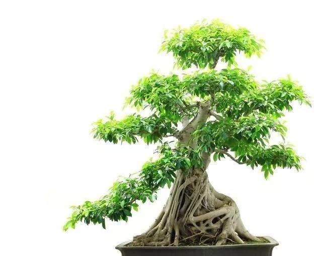 夏天榕树盆景怎么浇水施肥的方法