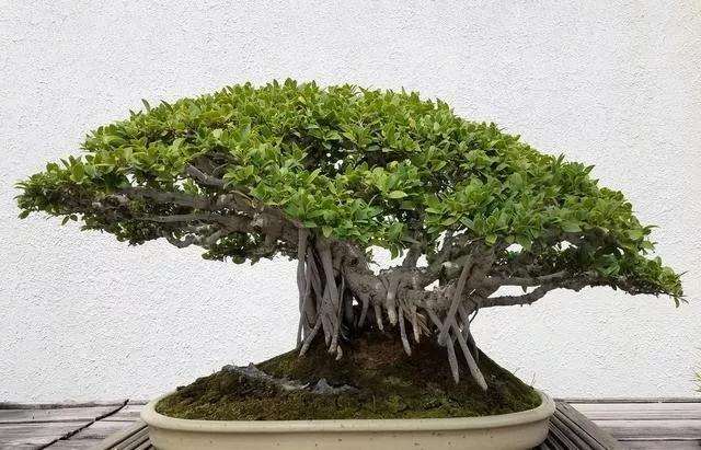 夏天榕树盆景怎么浇水施肥的方法