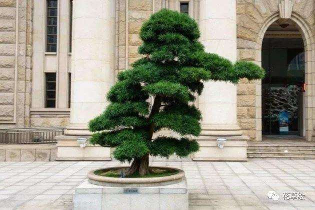 罗汉松盆景造型之后的养殖注意事项