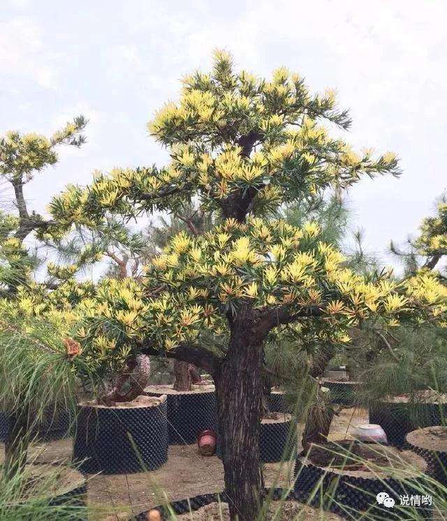 罗汉松盆景的叶子发黄怎么办