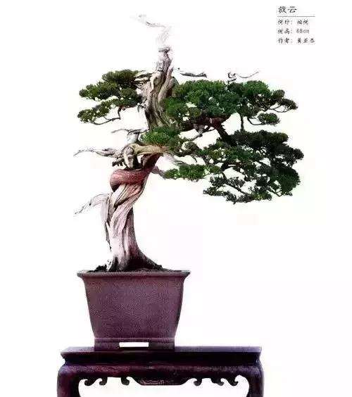 盆景作者要达到思想感情上的共鸣