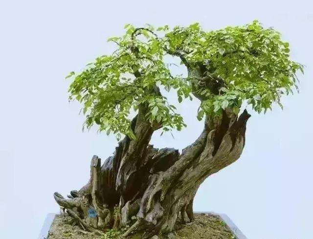 盆景作者要达到思想感情上的共鸣