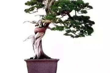 盆景作者要达到思想感情上的共鸣