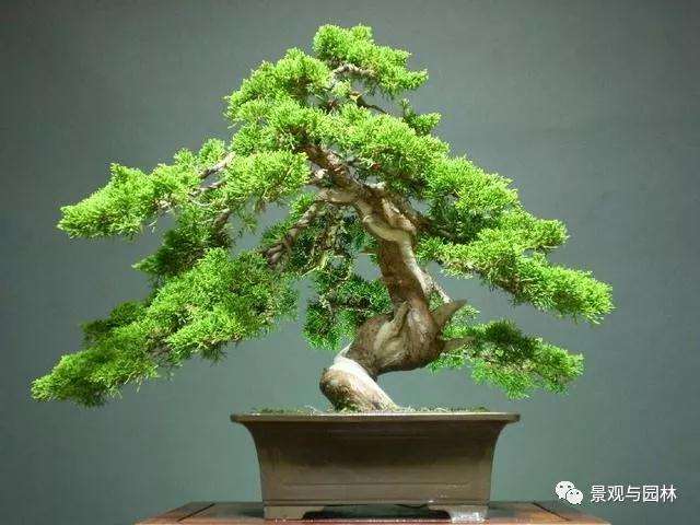 盆景风格多样表达的意境有哪些