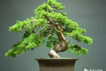 盆景风格多样表达的意境有哪些