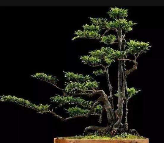 黑骨茶盆景培育方法是什么