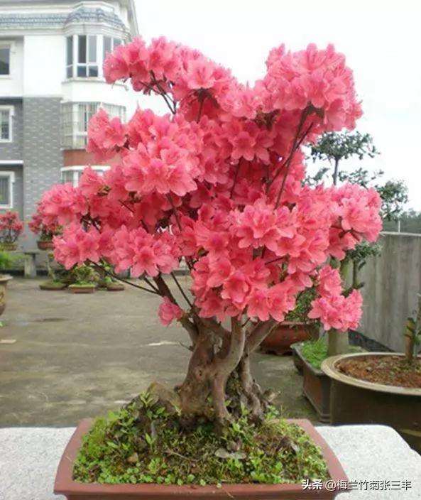 映山红树桩盆景夏天可以放室内空调房间吗