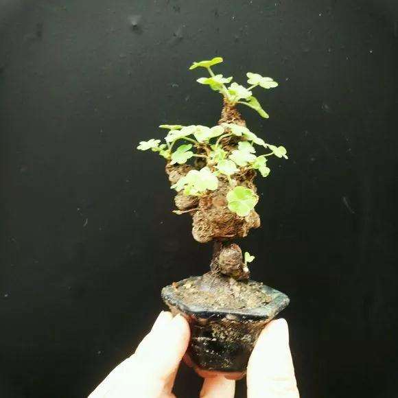 什么时候该给指尖盆景施肥啦