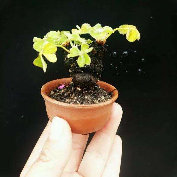 什么时候该给指尖盆景施肥啦