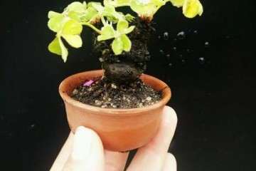 什么时候该给指尖盆景施肥最好