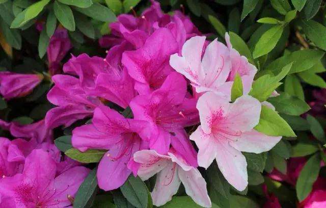 映山红盆景怎么修剪造型的4个方法