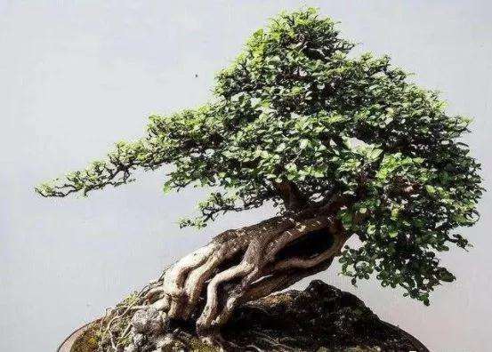 树桩盆景怎么栽培养护的3个方法