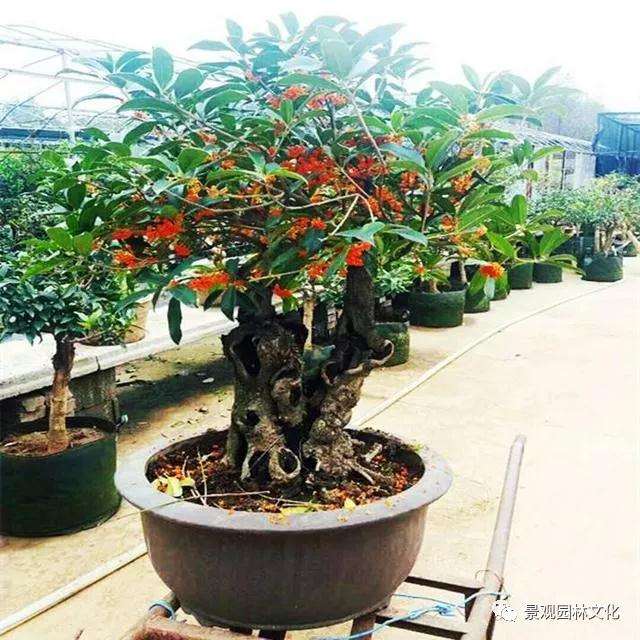 适合制作树桩盆景的植物有哪些