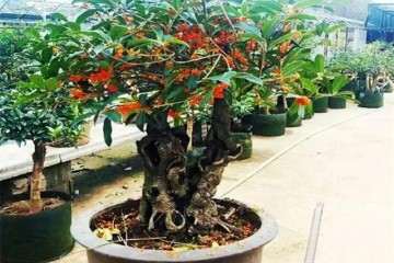 适合制作树桩盆景的植物有哪些