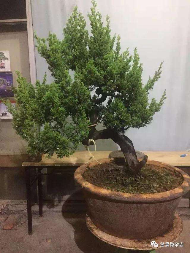 真柏盆景怎么修剪造型的方法