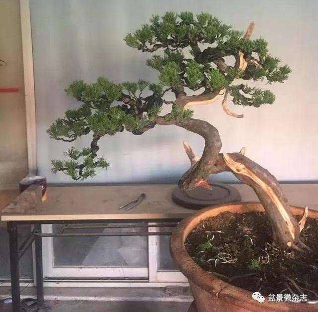 图解 真柏盆景怎么修剪造型的方法