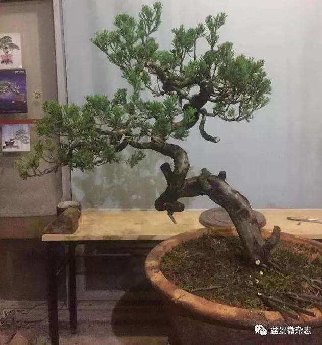 真柏盆景怎么修剪造型的方法