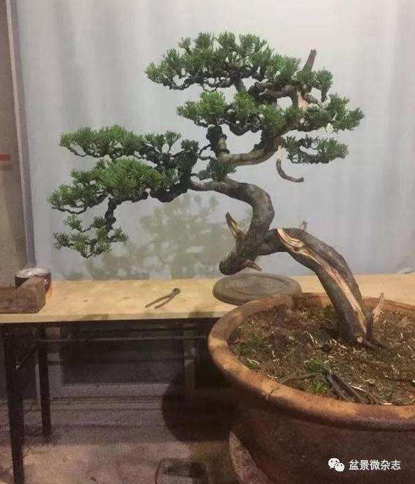 真柏盆景怎么修剪造型的方法