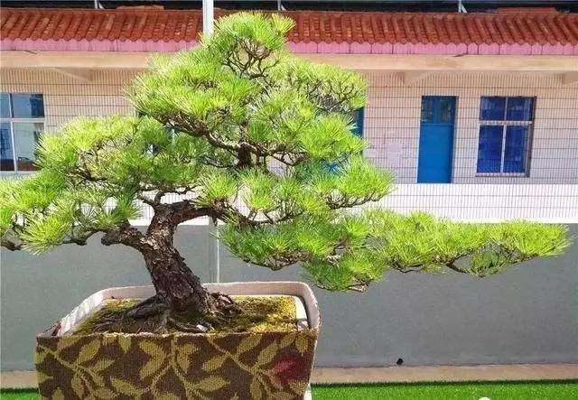 山松盆景换盆后怎么浇水养护