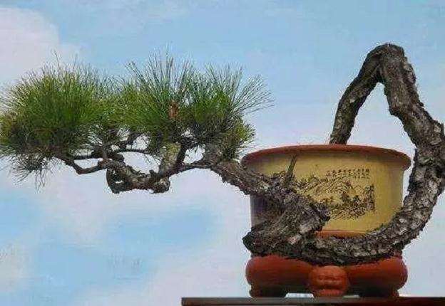 山松盆景怎么换盆的方法