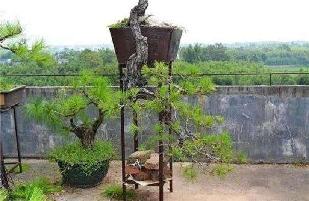 山松盆景什么时候换盆最好