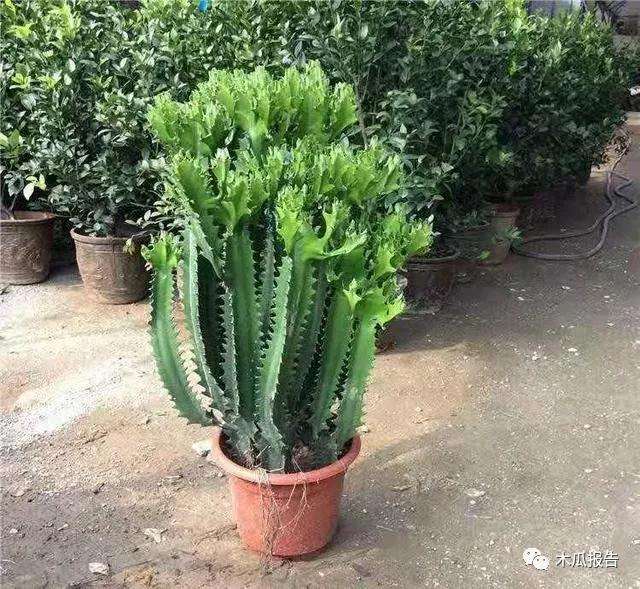 龙骨盆景怎么浇水施肥的方法