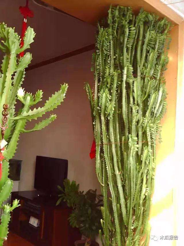 龙骨盆景怎么浇水施肥的方法