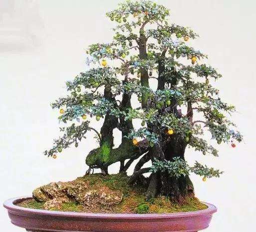 金弹子盆景夏季怎么制作养护的方法