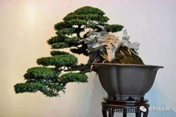 野生黄杨老桩盆景怎么萌芽发芽的方法