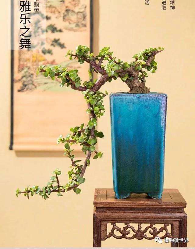 悬崖盆景怎么制作的技巧