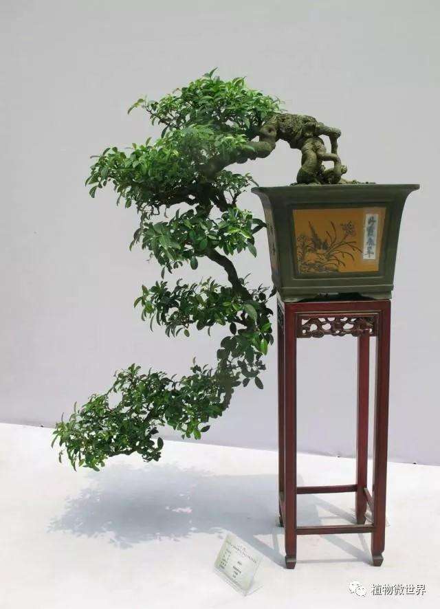 悬崖盆景怎么制作的技巧