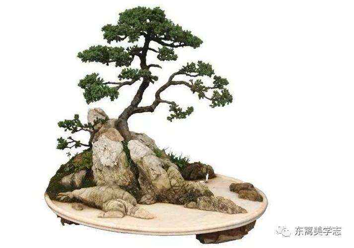 盆景中的山水情怀是什么 图片