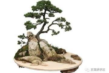 盆景中的山水情怀是什么 图片