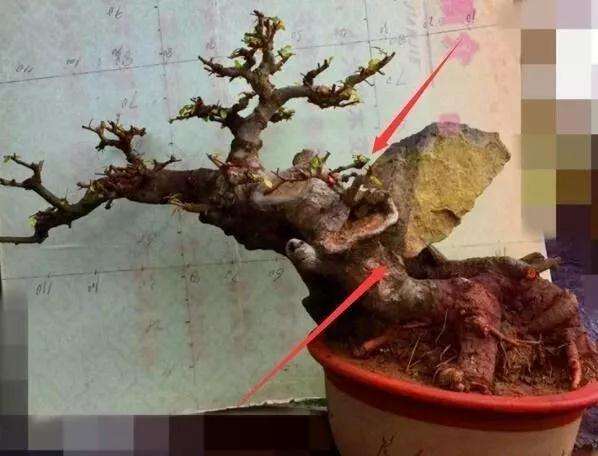 榆树盆景树桩中间有个洞应该怎么造型