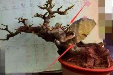 榆树盆景树桩中间有个洞应该怎么造型？