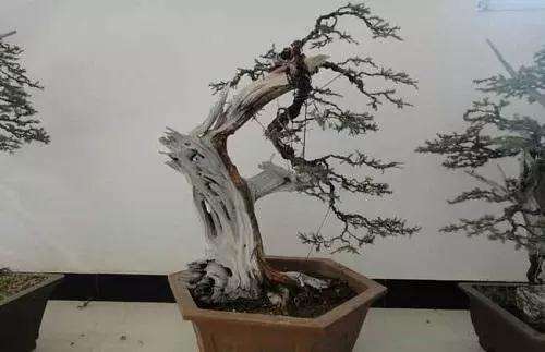 柏树盆景怎么采挖栽种的方法