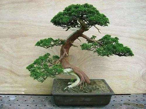 柏树盆景怎么采挖栽种的方法