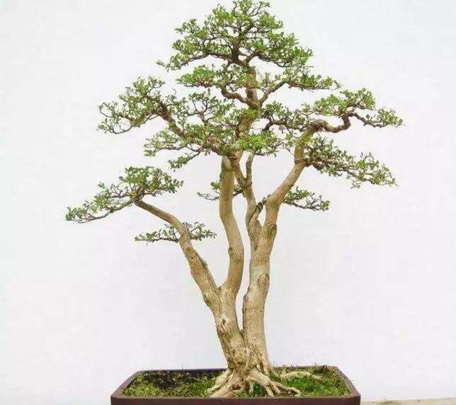 黄杨盆景夏季怎么浇水