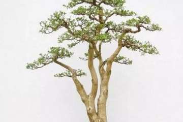 黄杨盆景夏季怎么浇水 图片