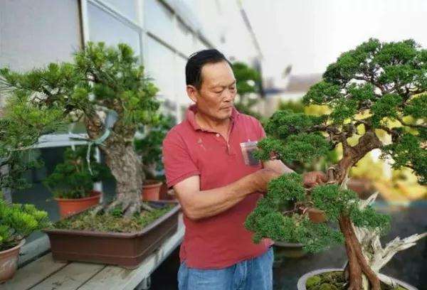 我们是如何通过盆景致富的