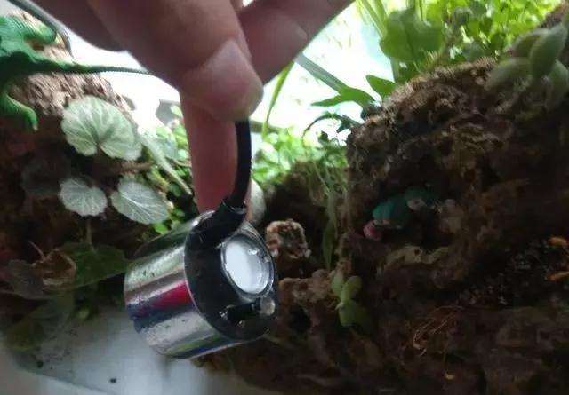 盆景水怎么雾化的方法