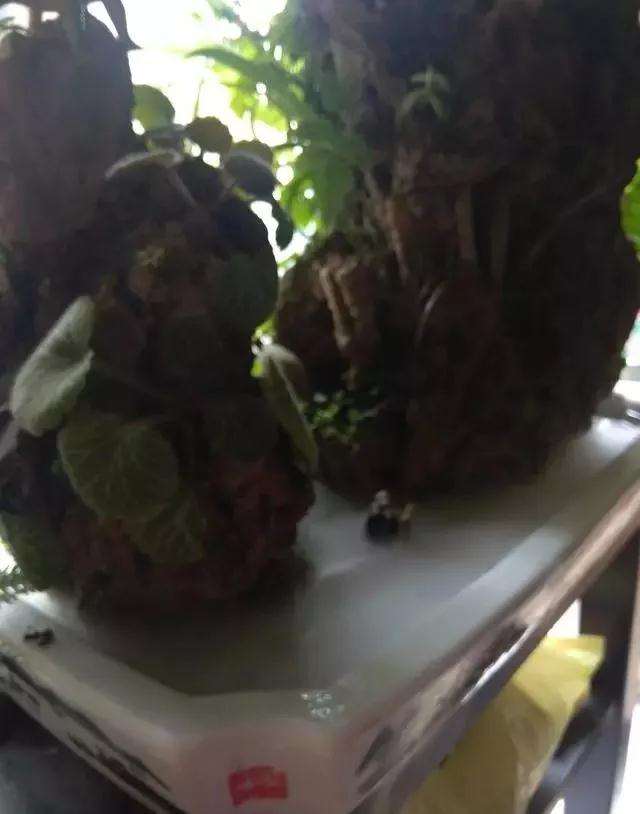 盆景水怎么雾化的方法