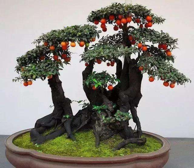 金弹子盆景怎么做好防虫工作