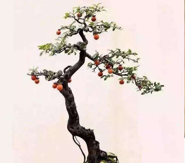 金弹子盆景怎么通风透气