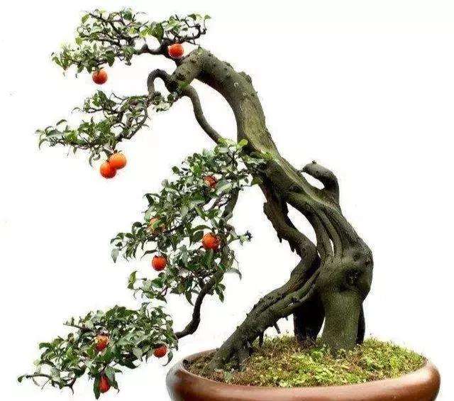 金弹子盆景怎么合理的施肥和浇水