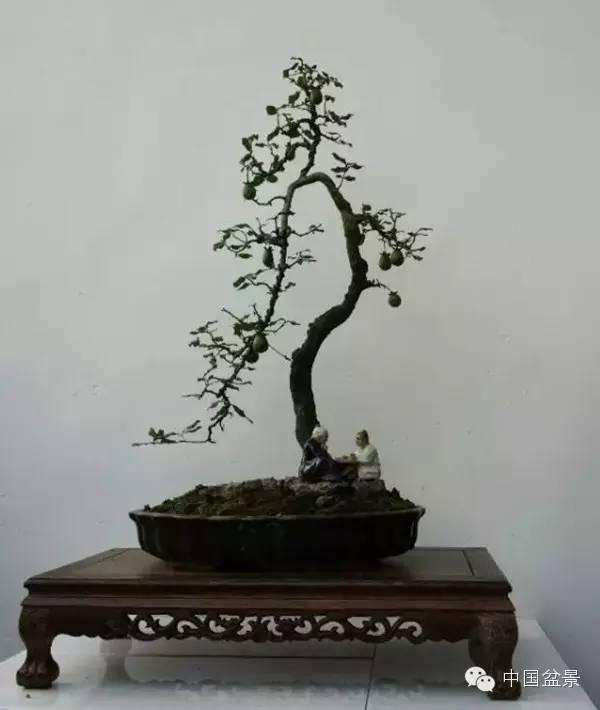 夏季金弹子盆景怎么合理光照