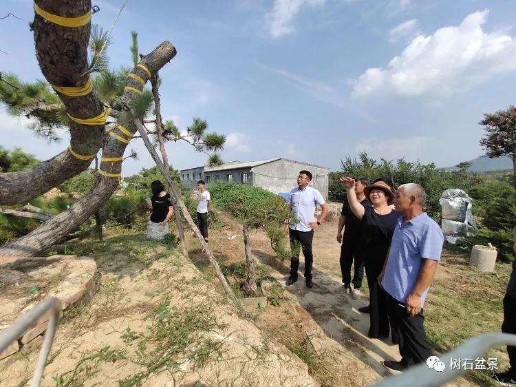 河南盆景协会换届工作预备会议召开