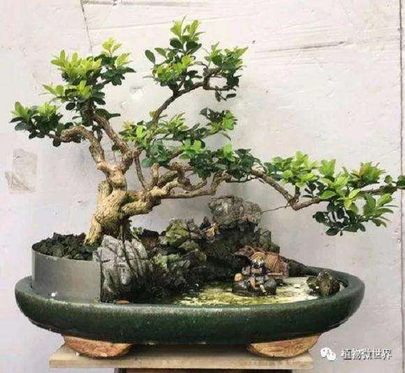 榆树盆景在三伏天怎么浇水