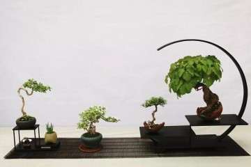 《博物馆会说话》栏目 江苏盆景博物馆