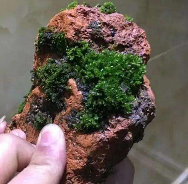 怎么快速让盆景盆土生青苔的方法
